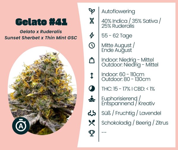 Gelato #41 Automatic Seedsupplier 3 Stk.