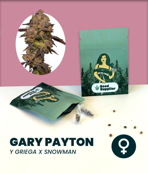 Gelato #41 Seedsupplier 3 Stk.