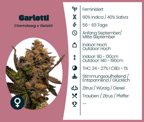 Garlotti Seedsupplier 3 Stk.