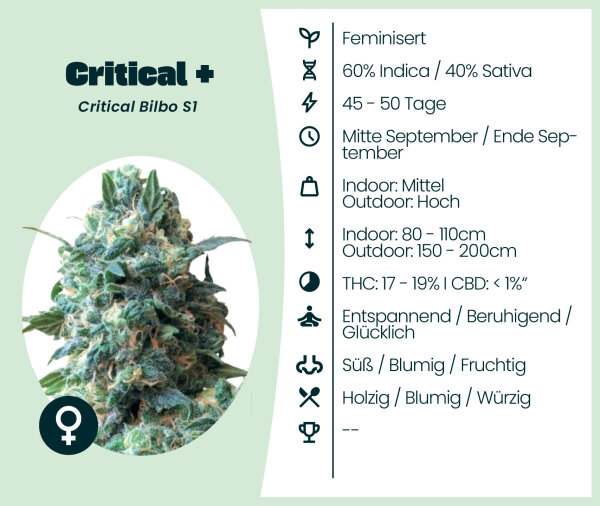 Critical + Seedsupplier 3 Stk.