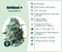 Critical + Seedsupplier 3 Stk.