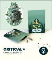 Critical + Seedsupplier 3 Stk.