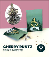Cherry Runtz Seedsupplier 3 Stk.