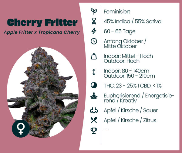 Cherry Fritter Seedsupplier 3 Stk.