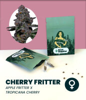 Cherry Fritter Seedsupplier 3 Stk.