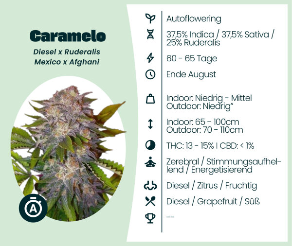 Caramelo Automatic Seedsupplier 3 Stk.
