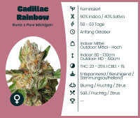 Cadillac Rainbow Seedsupplier 3 Stk.