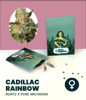Cadillac Rainbow Seedsupplier 3 Stk.