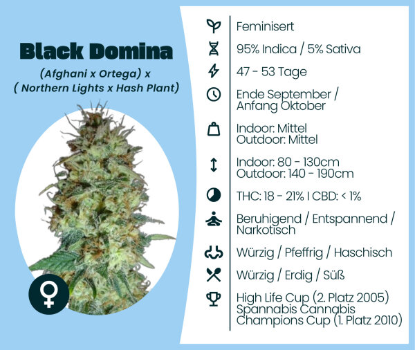Black Domina Seedsupplier 3 Stk.