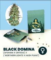 Black Domina Seedsupplier 3 Stk.