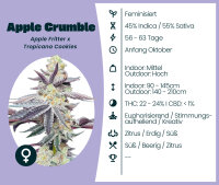 Apple Crumble Seedsupplier 3 Stk.
