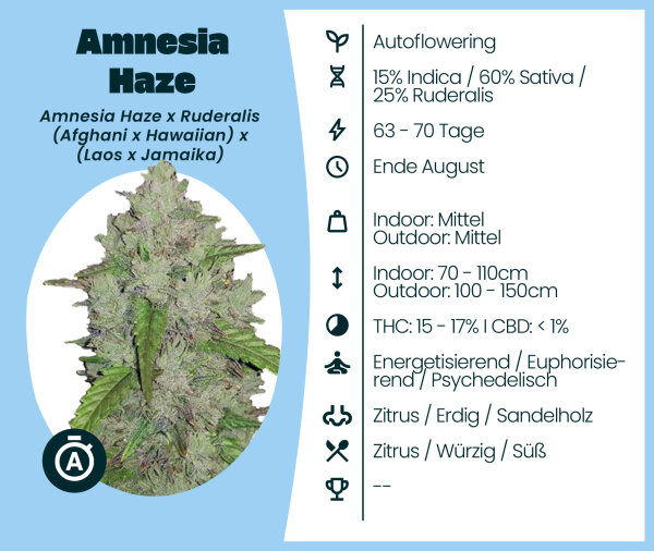 Amnesia Haze Automatic Seedsupplier 3 Stk.