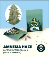 Amnesia Haze Automatic Seedsupplier 3 Stk.