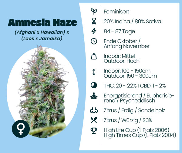 Amnesia Haze Seedsupplier 3 Stk.