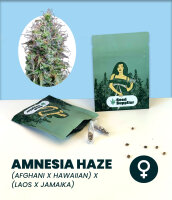 Amnesia Haze Seedsupplier 3 Stk.
