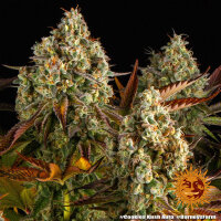 Barneys Farm Cookies Kush Auto Fem 3St.