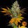 Barneys Farm Cookies Kush Auto Fem 3St.