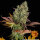 Barneys Farm Cookies Kush Auto Fem 3St.