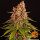Barneys Farm Pink Kush Fem 3St.