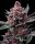 Barneys Farm Cherry Poppers Fem 3St.