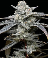Barneys Farm Lemon Cherry Gelato Fem 3St.