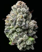 Barneys Farm Lemon Cherry Gelato Fem 3St.