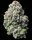 Barneys Farm Lemon Cherry Gelato Fem 3St.