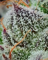 Barneys Farm Black Cherry Gushers Fem 3St.