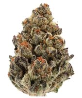 Growers Choice Bruce Banner Auto Fem 3St.
