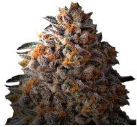 Growers Choice Bruce Banner Auto Fem 3St.