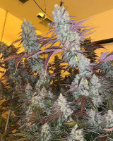 Growers Choice King Louis Garcia Fem 3St.