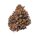 Growers Choice Tropicana Cherry Triploid Fem 3St.