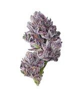 Growers Choice Iced Sangria Triploid Fem 3St.