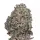 Oreoz Monkey Seeds 3 Stk.