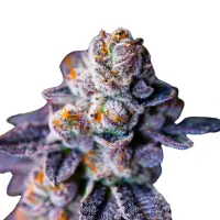 Frosted Gelato Monkey Seeds 3 Stk.