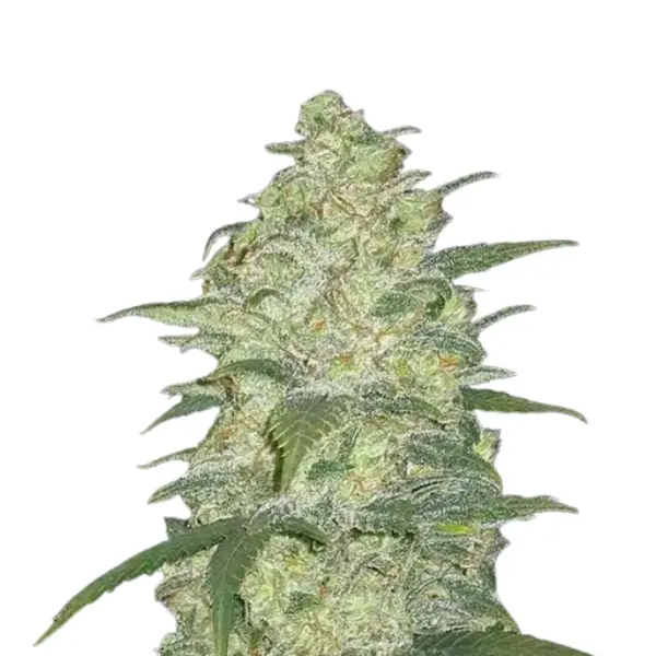White Widow Monkey Seeds 3 Stk.