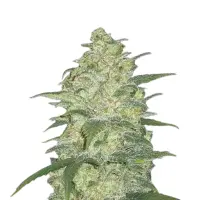 White Widow Monkey Seeds 3 Stk.