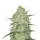 White Widow Monkey Seeds 3 Stk.