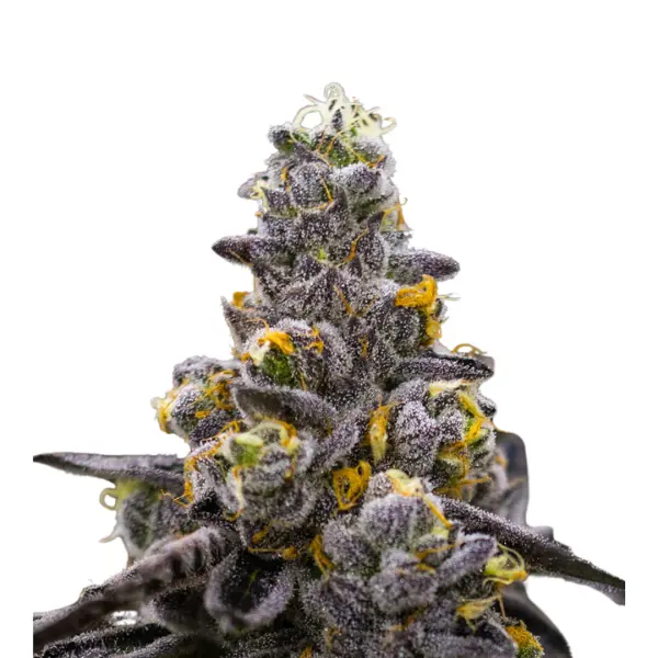Cherry Pie Monkey Seeds 3 Stk.