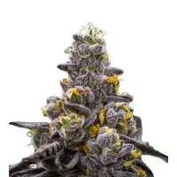 Cherry Pie Monkey Seeds 3 Stk.