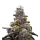Cherry Pie Monkey Seeds 3 Stk.