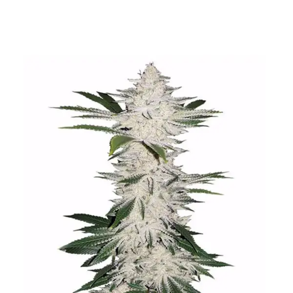 Alienz Monkey Seeds 3 Stk.