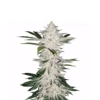 Alienz Monkey Seeds 3 Stk.