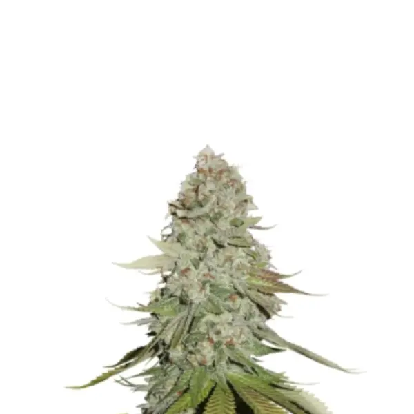 OG Kush Monkey Seeds 3 Stk.
