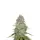 OG Kush Monkey Seeds 3 Stk.
