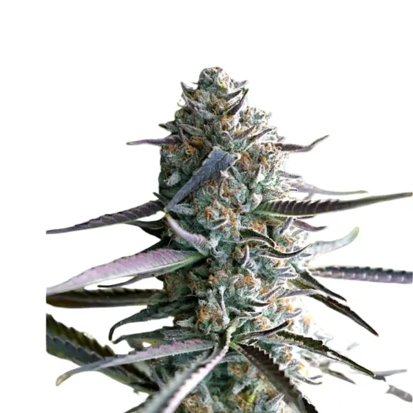 Galactic Runtz Monkey Seeds 3 Stk.