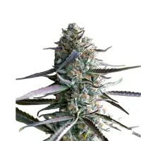 Galactic Runtz Monkey Seeds 3 Stk.