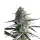 Galactic Runtz Monkey Seeds 3 Stk.