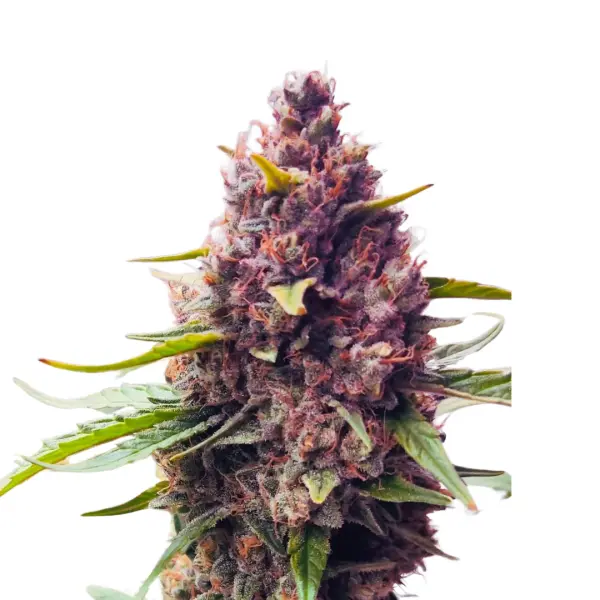 Purple Haze Monkey Seeds 3 Stk.