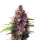 Purple Haze Monkey Seeds 3 Stk.